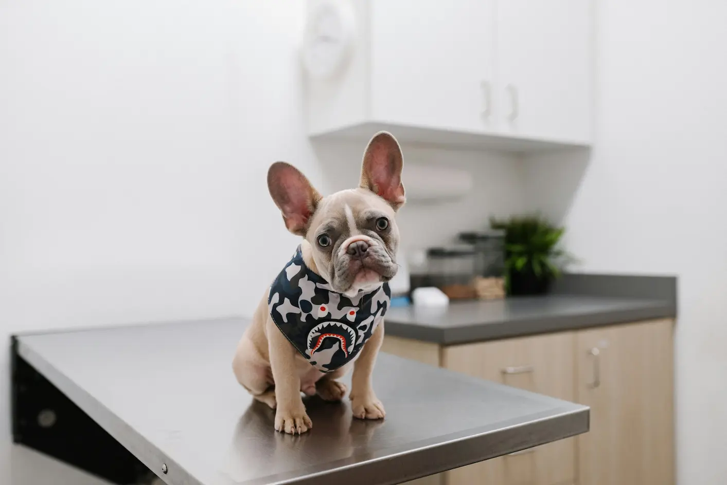 Veterinary